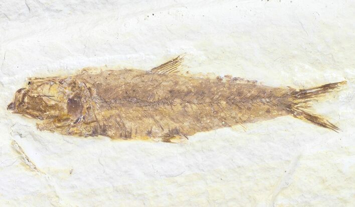 Knightia Fossil Fish - Wyoming #60452
